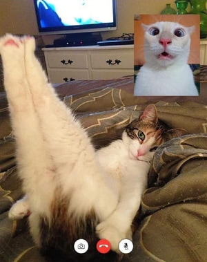 chat_kotikov