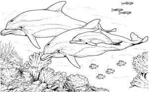 dolphins